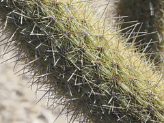 Bergerocactus emoryi