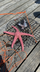 Pisaster brevispinus