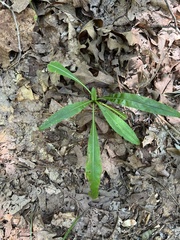Cirsium carolinianum