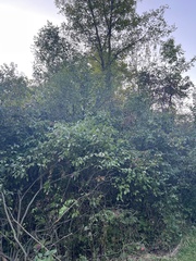 Myricaceae