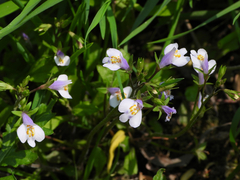 Mazus pumilus