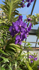 Vanda
