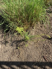 Ambrosia confertiflora