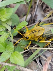 Taeniopoda tamaulipensis