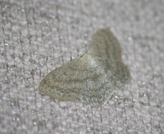 Scopula nigropunctata