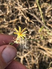 Chondrilla juncea