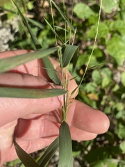 Muhlenbergia
