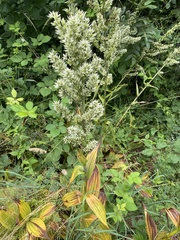 Veratrum