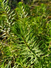 Ionactis linariifolia