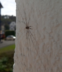 Dicranopalpus ramosus