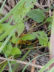 Taeniopoda tamaulipensis