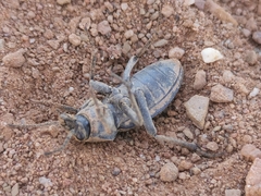 Somaticus