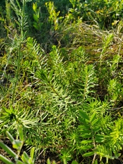 Ionactis linariifolia