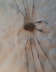 Dicranopalpus ramosus