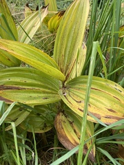 Veratrum