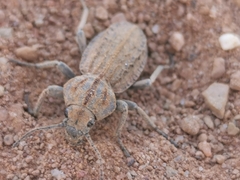 Somaticus