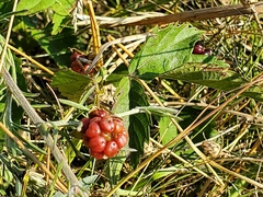 Rubus flagellaris