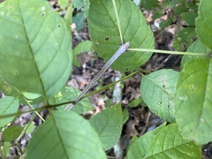 Fraxinus quadrangulata