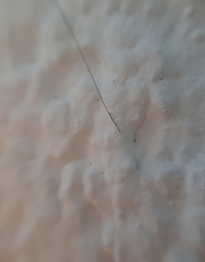 Dicranopalpus ramosus