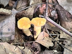 Cantharellus