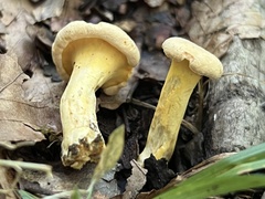 Cantharellus
