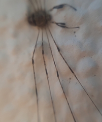 Dicranopalpus ramosus