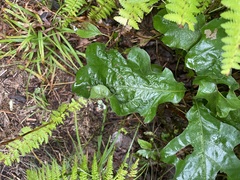 Quercus alba