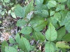 Fraxinus quadrangulata