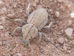 Somaticus