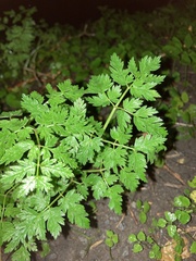 Apioideae