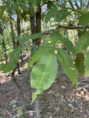 Carya ovalis