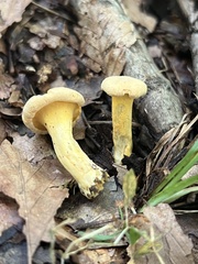 Cantharellus