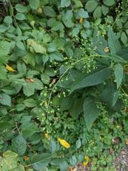 Scrophularia marilandica