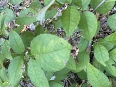 Fraxinus quadrangulata