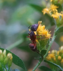 Camponotus chromaiodes