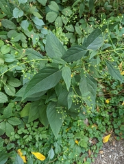 Scrophularia marilandica
