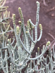 Allenrolfea occidentalis
