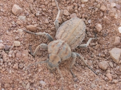 Somaticus