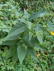 Scrophularia marilandica