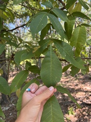 Carya ovalis