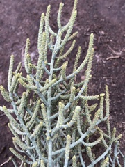 Allenrolfea occidentalis