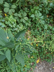 Scrophularia marilandica