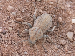 Somaticus
