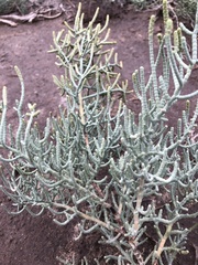 Allenrolfea occidentalis