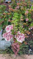 Abelia