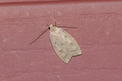 Machimia tentoriferella