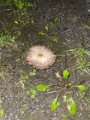 Agaricus bisporus