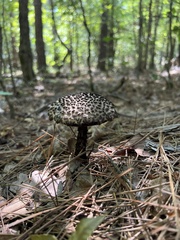Strobilomyces