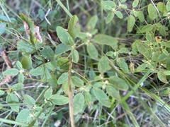 Croton monanthogynus