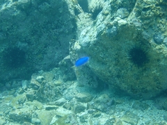 Pomacentrus coelestis